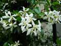 Trachelospermum jasminoides