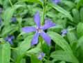 Vinca difformis subsp. difformis
