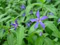 Vinca difformis subsp. difformis