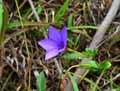 Vinca herbacea