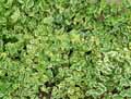 Vinca major Variegata