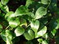 Vinca major ssp. major