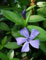 Vinca minor
