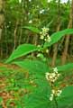 Vincetoxicum hirundinaria