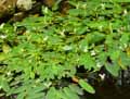 Aponogeton distachyos