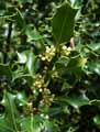 Ilex aquifolium
