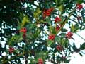 Ilex aquifolium
