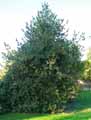Ilex aquifolium