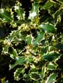 Ilex aquifolium Argentea Marginata