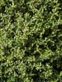 Ilex aquifolium Argentea Marginata