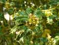 Ilex aquifolium Ferox