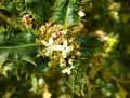 Ilex aquifolium Ferox