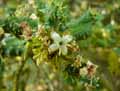 Ilex aquifolium Ferox