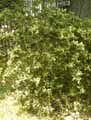 Ilex aquifolium Ferox