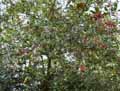 Ilex aquifolium