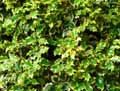 Ilex aquifolium Madame Briot