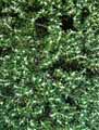 Ilex aquifolium Pyramidalis