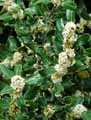 Ilex aquifolium Pyramidalis