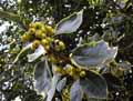Ilex aquifolium Sylver Queen