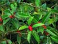Ilex castaneifolia