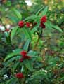 Ilex castaneifolia