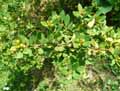 Ilex crenata