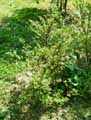 Ilex crenata