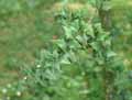 Ilex pernyi