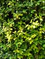 Ilex x altaclarensis Golden King