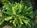 Aglaonema costatum King of Siam