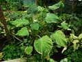 Alocasia cucullata