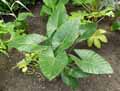 Alocasia macrorrhiza