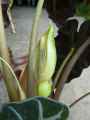 Alocasia sanderiana