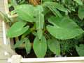 Alocasia x uhinkii