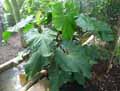 Anthurium balaoanum
