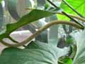 Anthurium balaoanum
