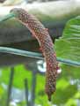 Anthurium balaoanum