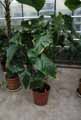 Araceae-Anthurium-balaoanum-Flamant-rose-Langue-de-feu.jpg