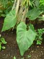 Anthurium cordifolium
