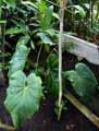 Araceae-Anthurium-cordifolium-Flamant-rose-Langue-de-feu.jpg