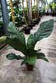 Anthurium hookeri