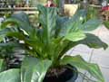 Anthurium hookeri