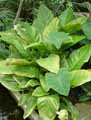 Araceae-Anthurium-hookeri-Flamant-rose-Langue-de-feu.jpg