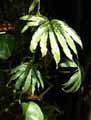Anthurium polyschistum Tweed