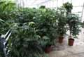 Anthurium polyschistum Tweed