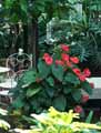 Araceae-Anthurium-scherzerianum-Flamant-rose-Langue-de-feu.jpg