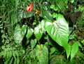 Anthurium x