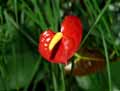 Araceae-Anthurium-x-Flamant-rose-Langue-de-feu.jpg
