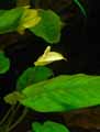 Anubias barteri nana