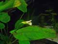 Araceae-Anubias-barteri-nana-Anubias.jpg